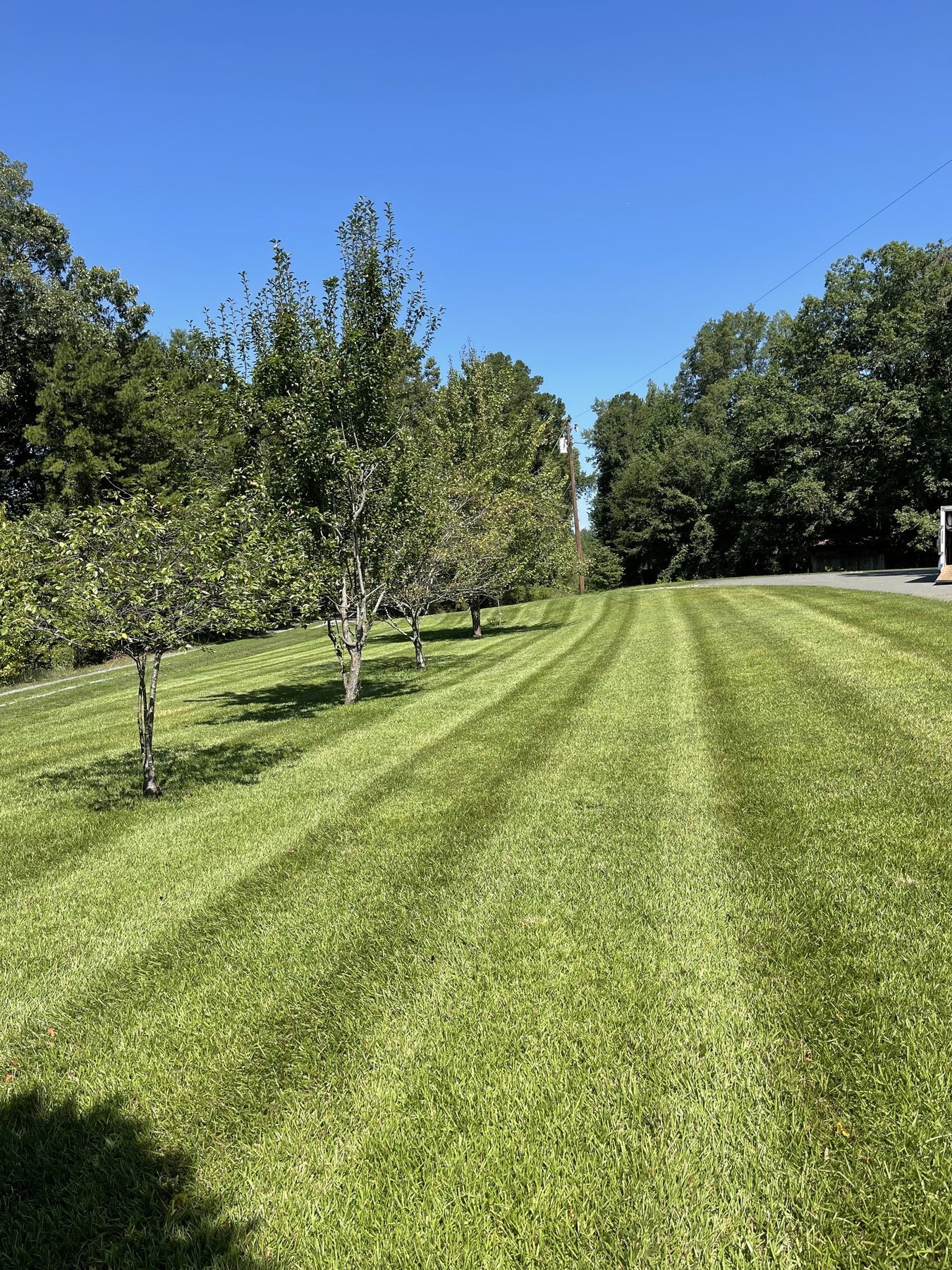 Freshly striped lawn and tree line